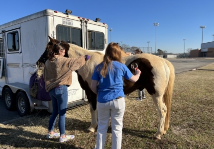 Photo depicting Students in Mrs. Hill's class putting their knowledge of grooming tools to the test on live horses